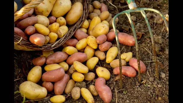 Gaspillage alimentaire ou revalorisation des pommes de terre ?