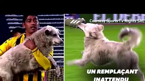 En Bolivie, ce chien s'invite en plein match de football