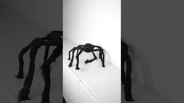 Une énorme araignée !! 😱
