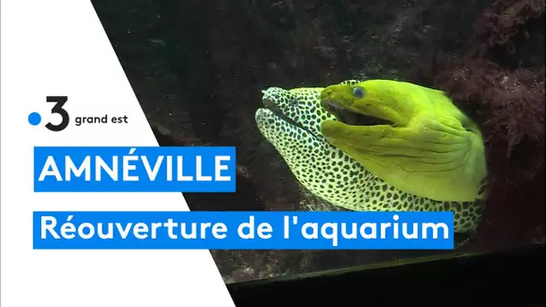 Réouverture de l'aquarium d'Amnéville