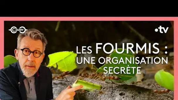 🐜 Les fourmis : une incroyable créativité !