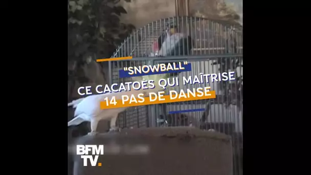 Le célèbre cacatoès Snowball maîtrise pas moins de 14 pas de danse