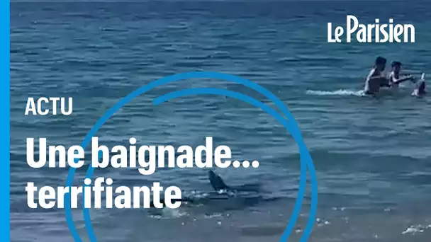 Un requin à quelques mètres des baigneurs, panique sur la plage d’Alicante