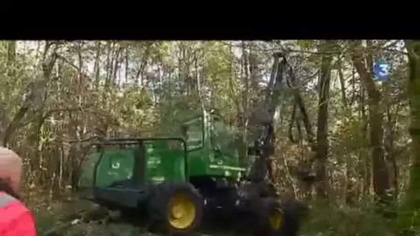 Forêt bretonne : rendre la filière plus autonome