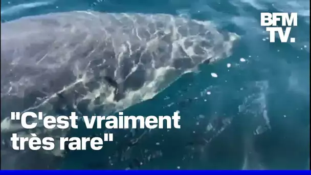 Un requin blanc de plus de trois mètres observé au large des côtes varoises