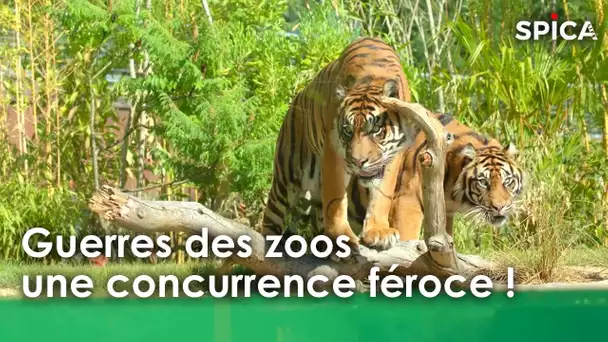 Guerres des zoos : une concurrence féroce !