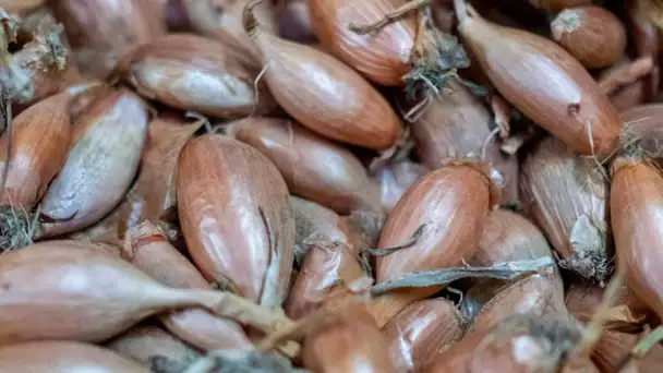 En Bretagne, les producteurs d'échalotes traditionnelles dénoncent les «fausses échalotes» venues…
