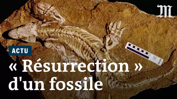 Un fossile « ressuscité » pour mieux étudier sa démarche