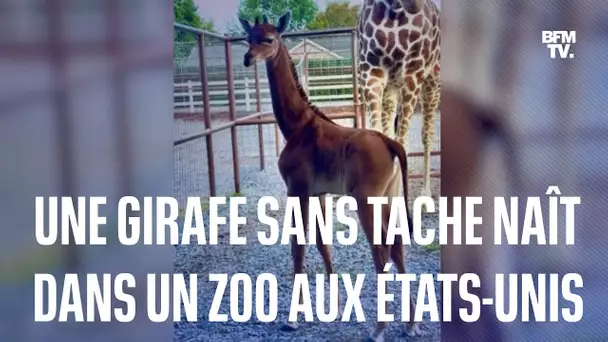 Une girafe sans tache naît dans un zoo aux États-Unis