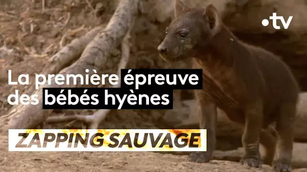 ZAPPING SAUVAGE – La première épreuve des bébés hyènes