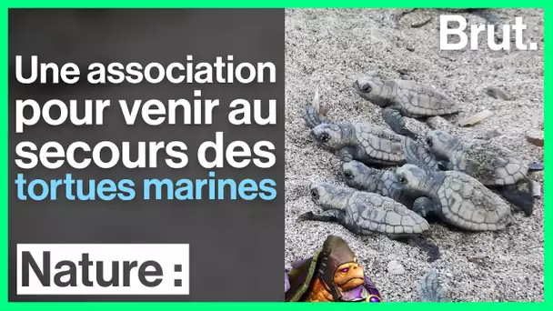 Nouvelle-Calédonie : une association au secours des tortues marines