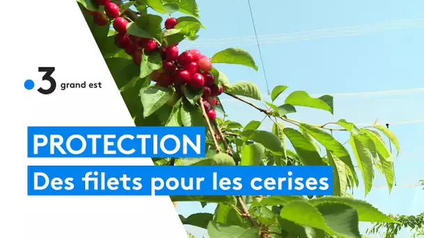 À Lagney, des filets pour préserver la récolte des cerises