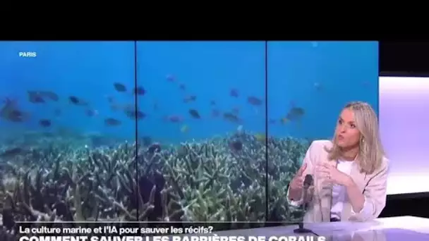 La culture marine et l'IA à la rescousse des récifs coralliens • FRANCE 24