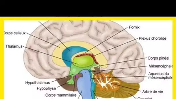 Xanax, Lexomil, Lysanxia, Valium, lorazépam, Myolastan, ces médicaments qui rétrécissent le cerveau