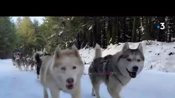 Découverte : Balade en chiens de traîneaux à Picotalen