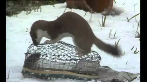 Fouines et hermines - Documentaire Animalier