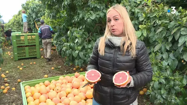 Un agrume parfois éclipsé par la clémentine... le pomelo. 16 avril 2021