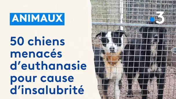 50 chiens menacés d'euthanasie pour cause de logement insalubre