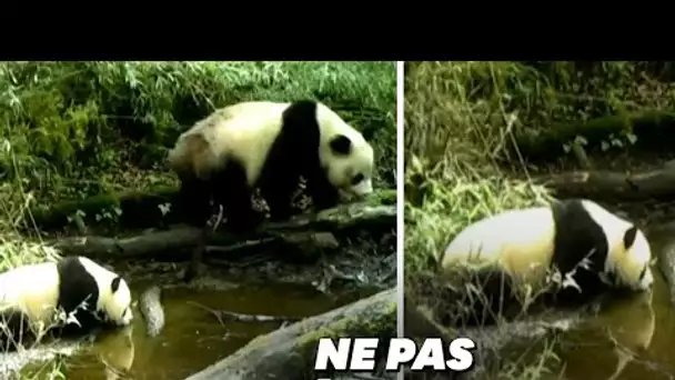 Les (très) rares images d'un panda sauvage et son petit en pleine nature