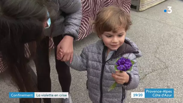 Tourettes-sur-Loup : la fête de la violette annulée, déception chez les producteurs