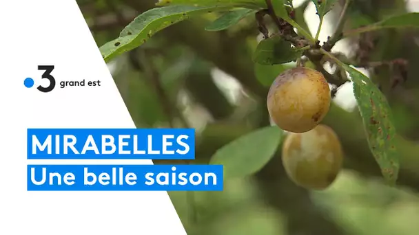 La récolte de mirabelles s'annonce bonne en Lorraine