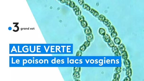 Algue verte : le poison des lacs vosgiens