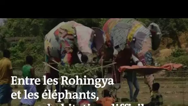 Un camp rohingya s’organise pour repousser les éléphants
