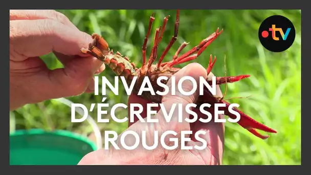 Invasion d'écrevisses rouges