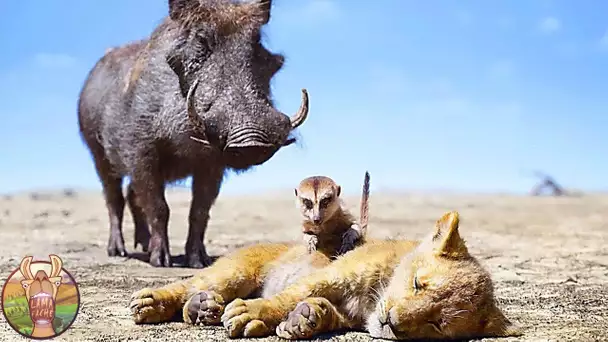 LES DIFFÉRENCES ENTRE LE ROI LION ET LES VRAIS LIONS!