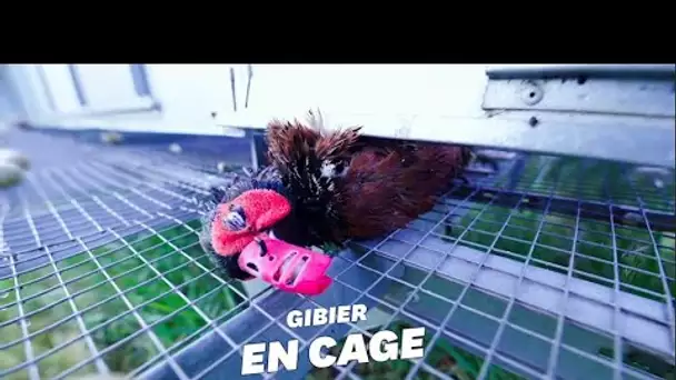 L214 dévoile une vidéo choc dans un élevage de gibiers de chasse