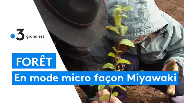 Les micro-forêts Miyawaki en Lorraine