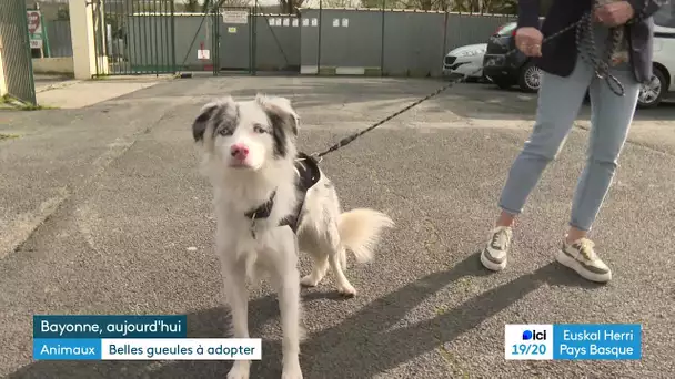 Des portraits détournés pour aider à l'adoption des animaux handicapés