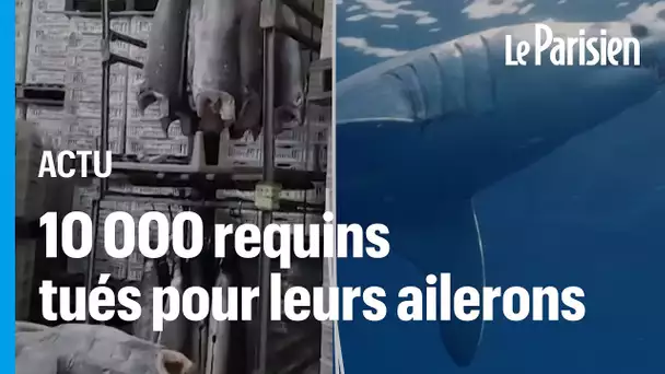 28 tonnes d’ailerons de requins de pêche illégale saisies au Brésil, un triste record