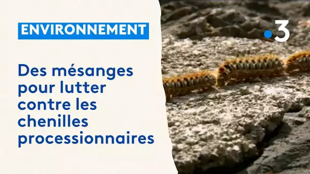 Des oiseaux pour lutter contre les chenilles processionnaires, urticantes et dangereuses