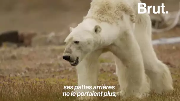 Le photographe qui a filmé un ours polaire agonisant raconte