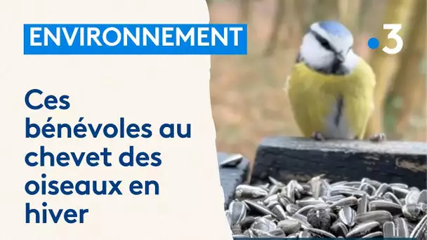 Les bénévoles de Nature Ried Alsace au chevet des oiseaux