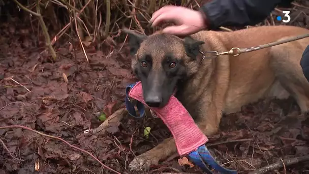 Portrait de Jarko, chien de piste de la gendarmerie de Valenciennes.