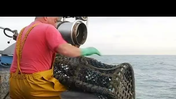 Une semaine dans le Nord: pêcheur de crabes et homards dans le Nord-Pas-De-Calais - 13/08