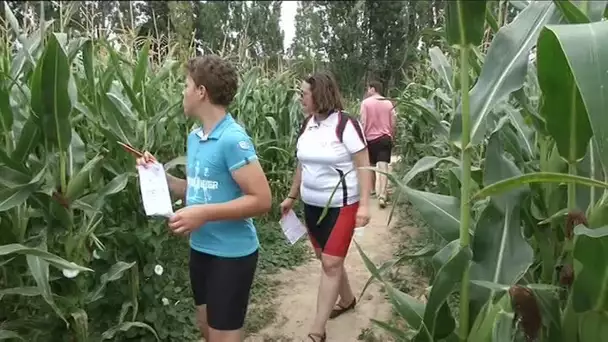 Le labyrinthe de maïs d&#039;Hétomesnil en 2015