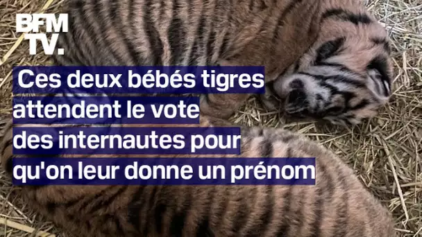 Ces deux bébés tigres attendent le vote des internautes pour qu'on leur donne un prénom