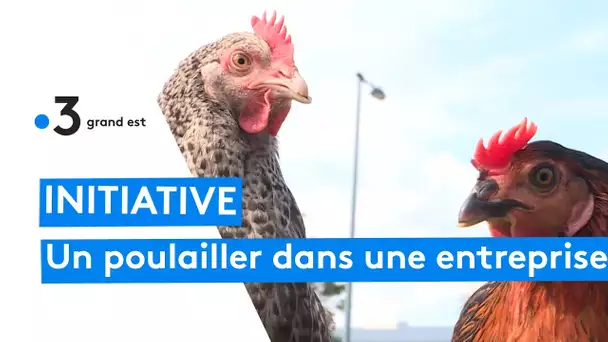 Un patron installe un poulailler pour ses employés
