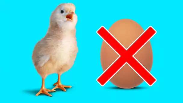 À Quoi Ressemblerait Le Monde Sans Nos Chers Œufs De Poule ?