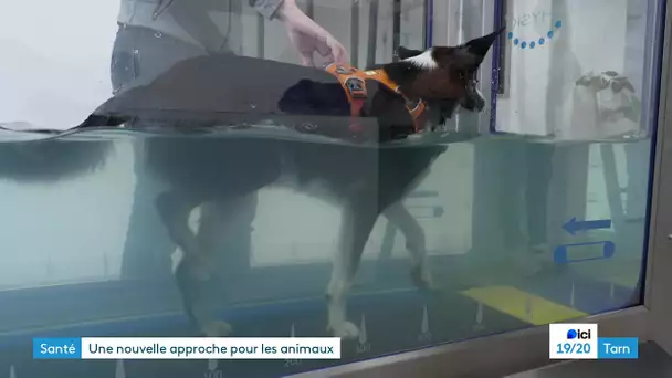 Une physiothérapeute pour les animaux dans le Tarn