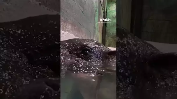 Quand bébé hippopotame apprend à nager