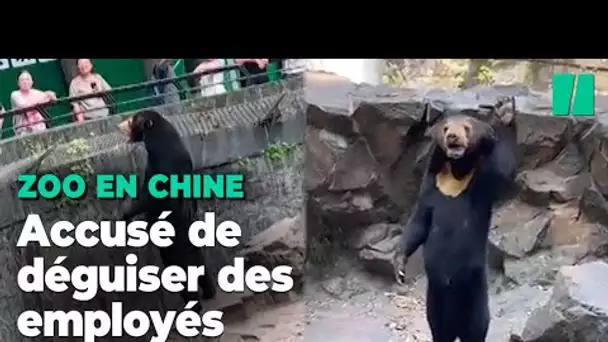 Un zoo chinois accusé de remplacer un ours par un humain déguisé se défend