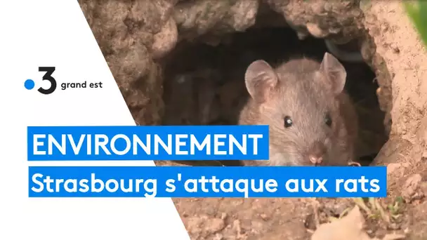 Environnement : Strasbourg s'attaque aux rats