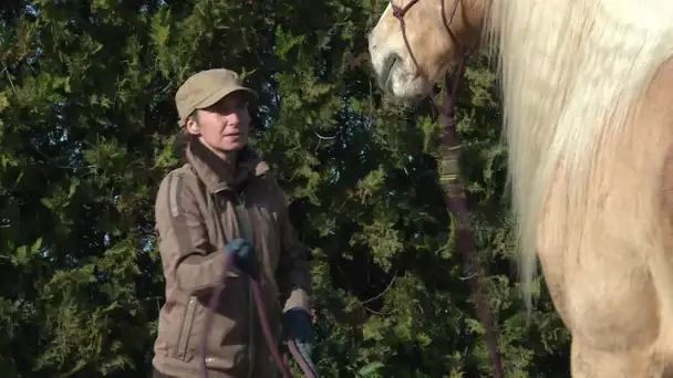 Cheval Passion à Avignon : démonstration d'équitation éthologique