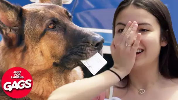 Un chien policier protège un civil d'un flic | Juste Pour Rire les Gags