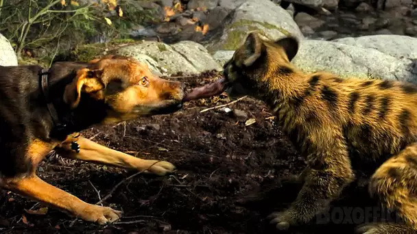 Bella le chien rencontre Gros Chaton le bébé cougar 😍| L'Incroyable aventure de Bella | Extrait VF