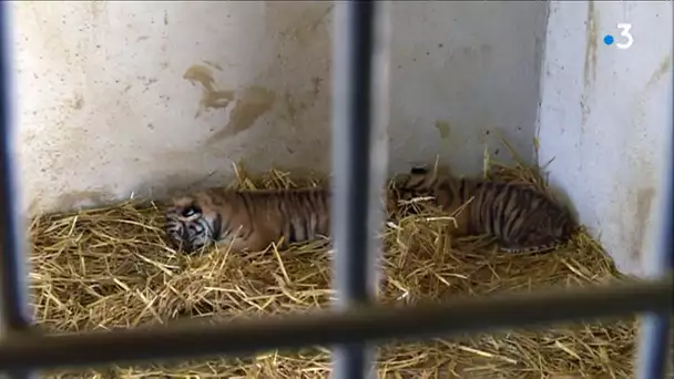 Côte-d’Or : deux bébés tigres sont nés au Parc de l&#039;Auxois